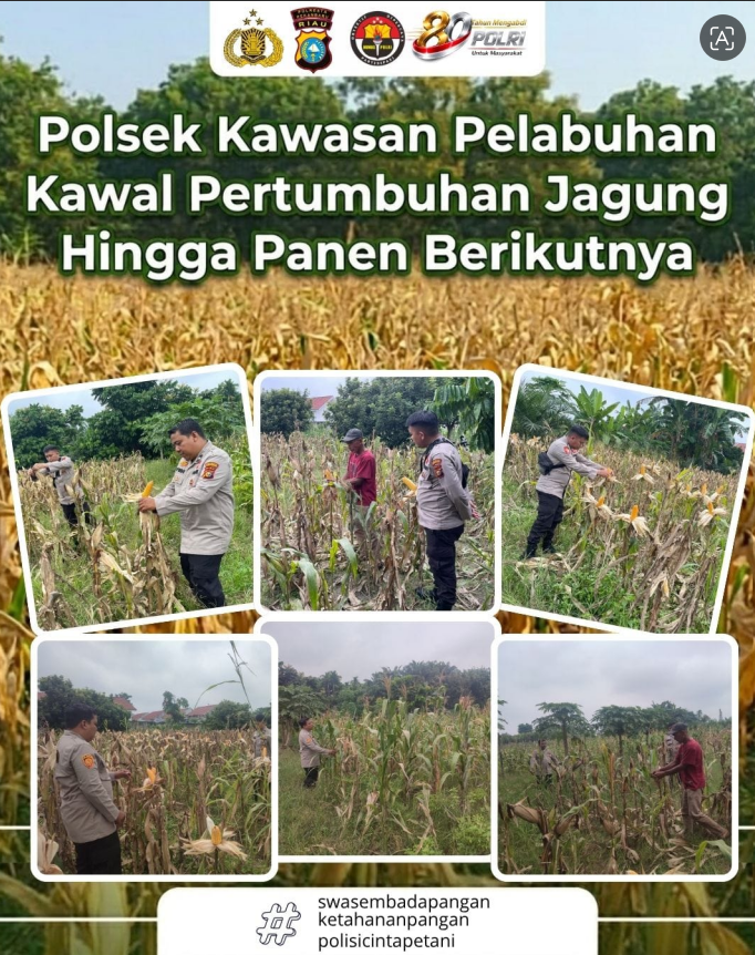 Polsek Kawasan Pelabuhan Kawal Pertumbuhan Jagung Hingga Masa Panen Berikutnya