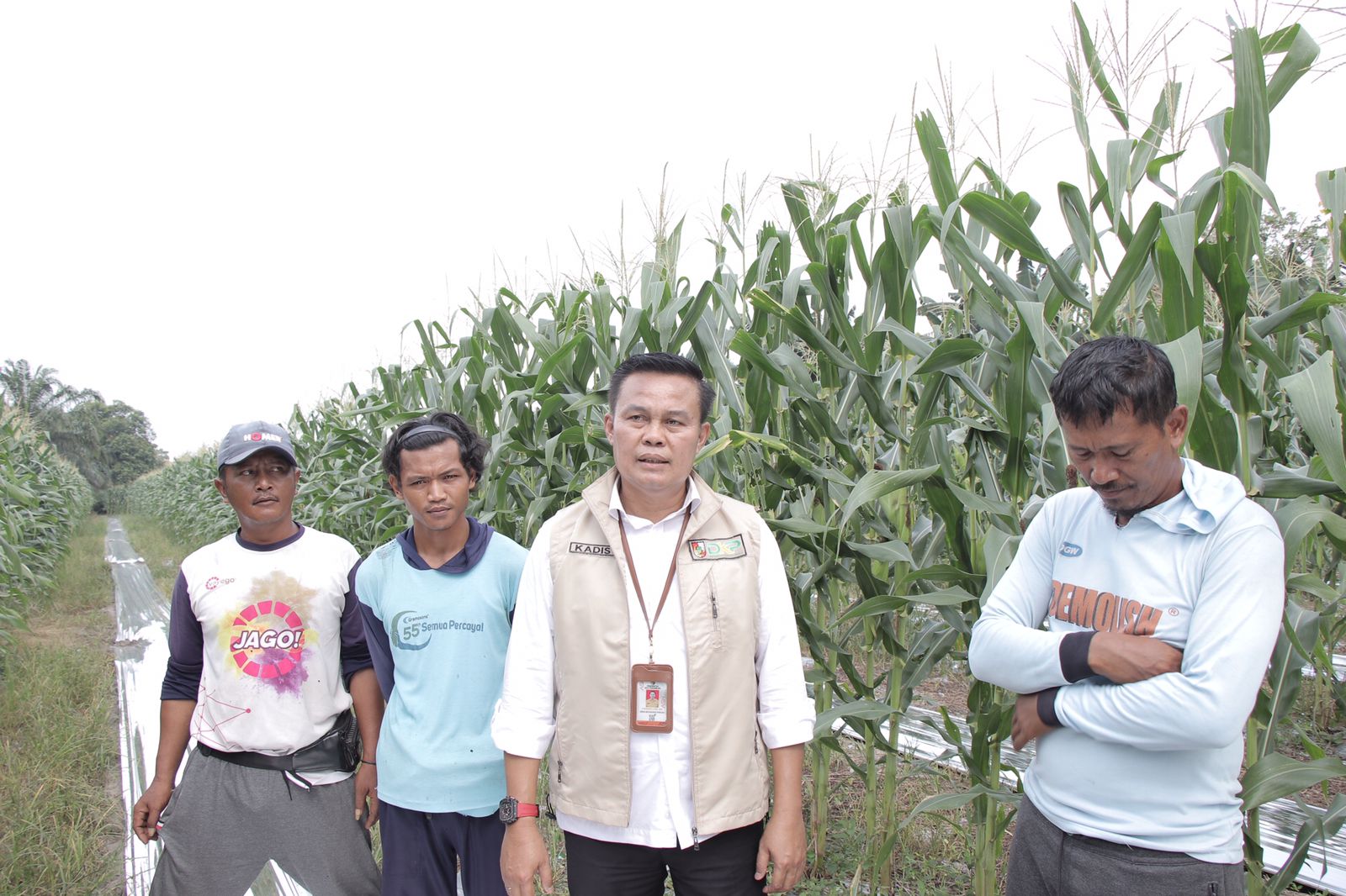 Siap Panen, Kepala DKP Pekanbaru Tinjau 18 Hektar Ladang Jagung Pipil di Binawidya