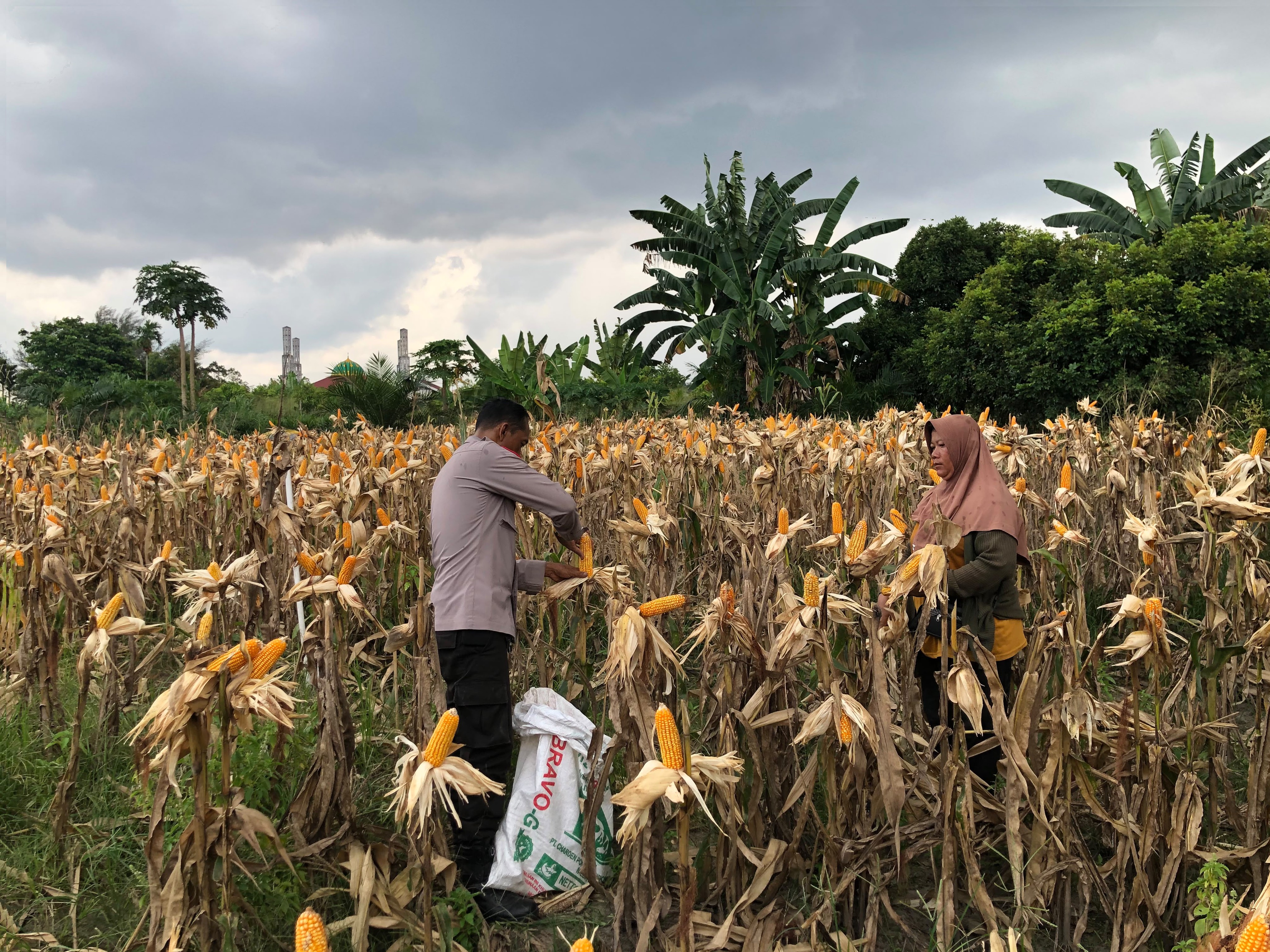 Panen Jagung Pipil Polsek Kawasan Pelabuhan, Wujud Nyata Dukungan Ketahanan Pangan Nasional