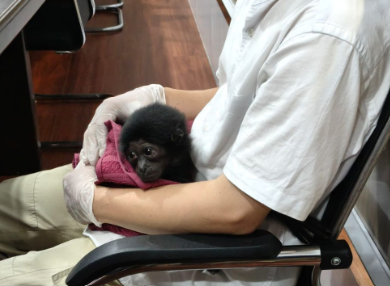 Polisi Bongkar Jual Beli Satwa Dilindungi di Riau, Owa Dijual Rp 10 Juta